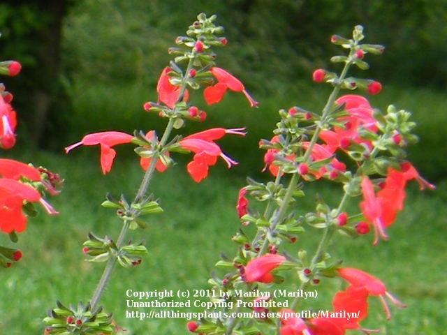 Photo of Scarlet Sage (Salvia coccinea 'Lady in Red') uploaded by Marilyn