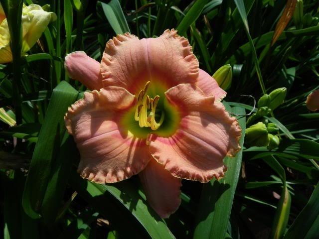 Photo of Daylily (Hemerocallis 'Elegant Candy') uploaded by Newyorkrita