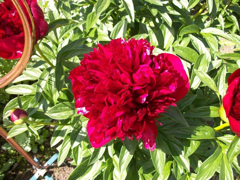 Photo of Peony (Paeonia 'Red Charm') uploaded by Oberon46
