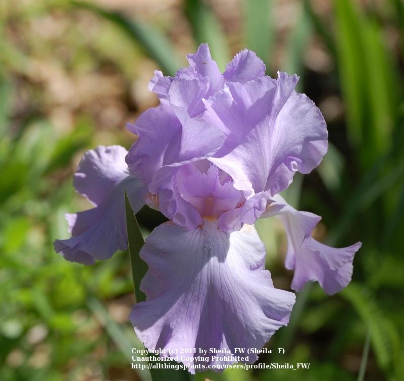 Photo of Tall Bearded Iris (Iris 'Mary Frances') uploaded by Sheila_FW