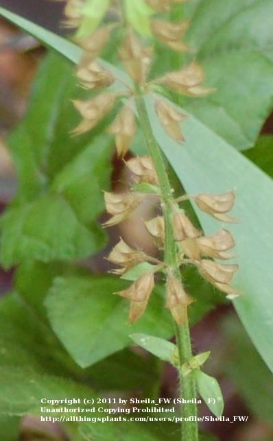 Photo of Lyreleaf Sage (Salvia lyrata) uploaded by Sheila_FW