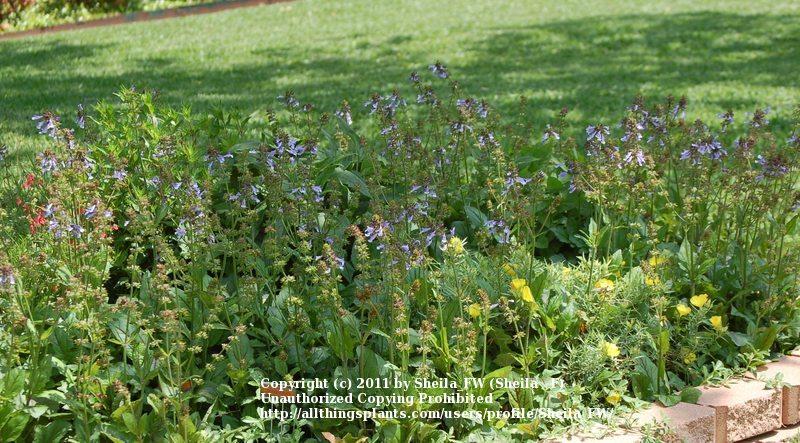 Photo of Lyreleaf Sage (Salvia lyrata) uploaded by Sheila_FW