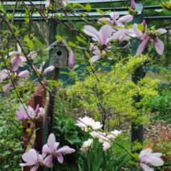 Location: My Northeastern Indiana Gardens - Zone 5b
Date: 2011-05-10
Bloom period coincides with this saucer magnolia for a nice late-