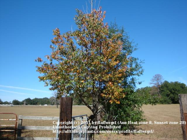 Photo of Wild Black Cherry (Prunus serotina) uploaded by flaflwrgrl