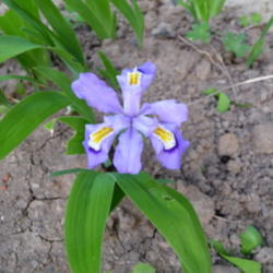 Location: Indiana  Zone 5
Date: 2011-05-11