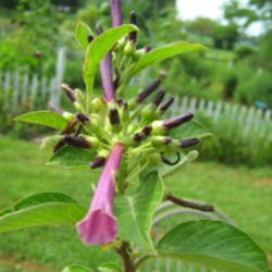 Location: Indiana  Zone 5
Date: 2008-07-29
Royal Queen