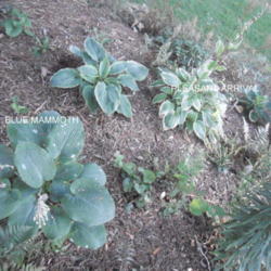Location: Shade garden Z6a
Date: 2011-07-31
This is the first year for this garden area. Filled with giant ho