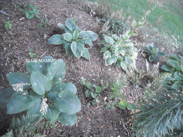 Photo of Hosta 'Blue Mammoth' uploaded by ge1836