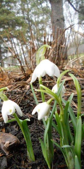 Photo of Snowdrop (Galanthus nivalis) uploaded by ge1836