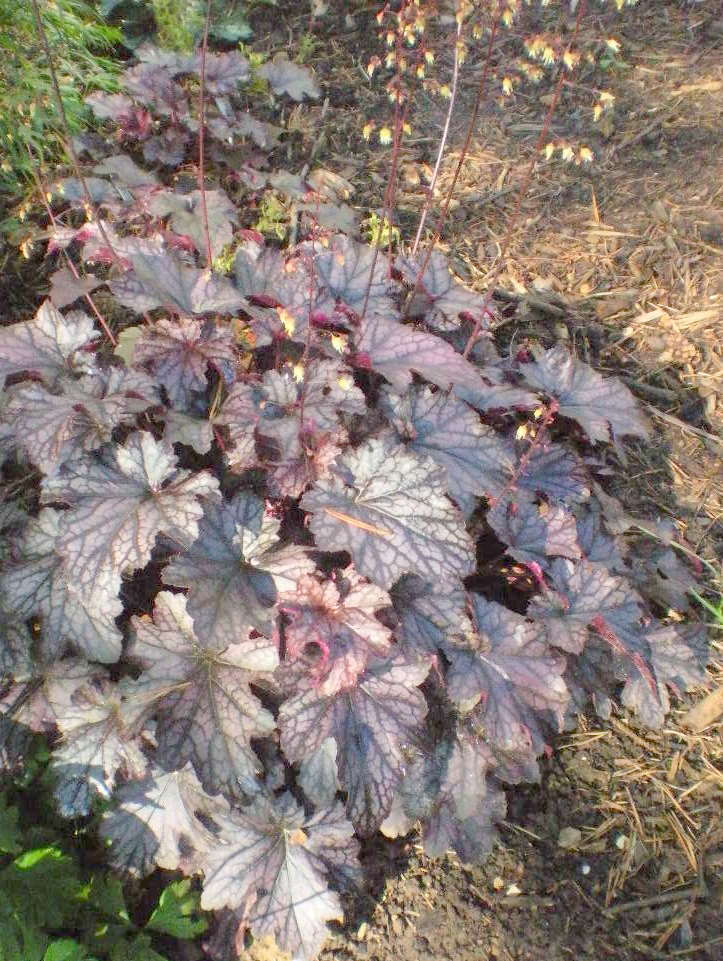 Photo of Coral Bells (Heuchera Dolce® Blackcurrant) uploaded by ge1836