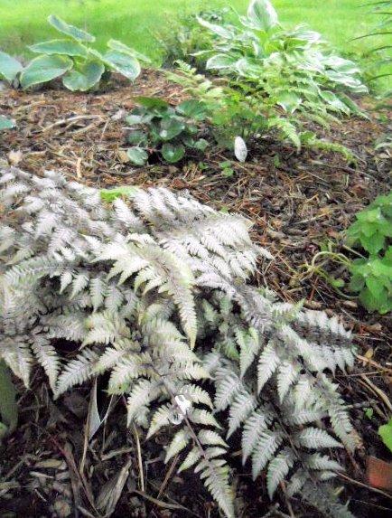 Photo of Japanese Painted Fern (Anisocampium niponicum 'Pewter Lace') uploaded by ge1836