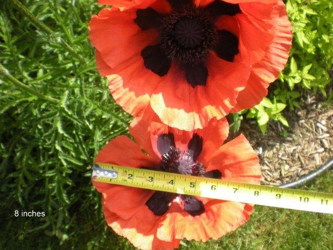 Photo of Oriental Poppy (Papaver orientale 'Beauty of Livermere') uploaded by ge1836