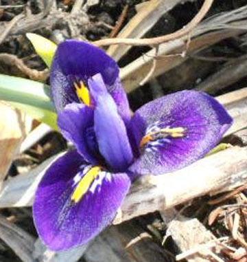 Photo of Reticulated Iris (Iris reticulata 'Pixie.') uploaded by ge1836
