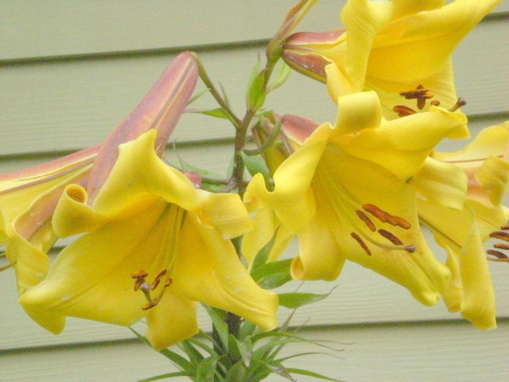 Photo of Lily (Lilium Golden Splendor) uploaded by ge1836