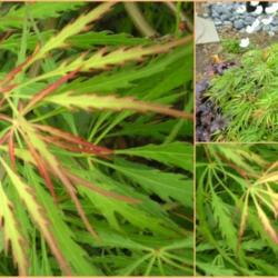 Location: Shade garden Z6a
Date: May 2010
This collage showes early spring red tip leaves. They gradually t