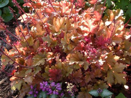 Photo of Coral Bells (Heuchera 'Marmalade') uploaded by ge1836