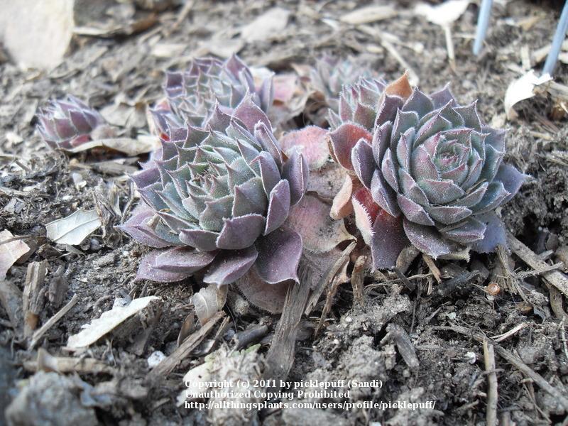 Photo of Hen and Chicks (Sempervivum 'Glauca Minor') uploaded by picklepuff