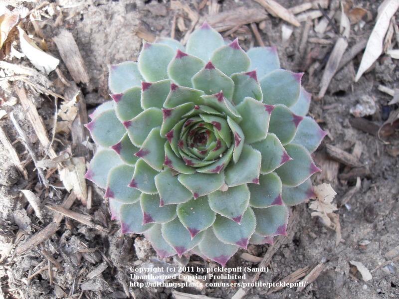 Photo of Hen and Chicks (Sempervivum calcareum) uploaded by picklepuff