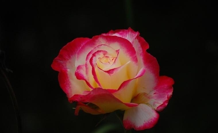 Photo of Hybrid Tea Rose (Rosa 'Double Delight') uploaded by pixie62560