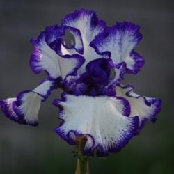 Location: Maine
Date: 2011-06-08
This is a beautiful tall iris and it multiplies quickly.