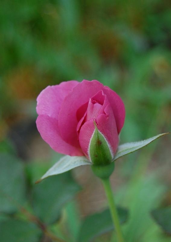 Photo of Rose (Rosa 'Angel Face, Cl.') uploaded by pixie62560