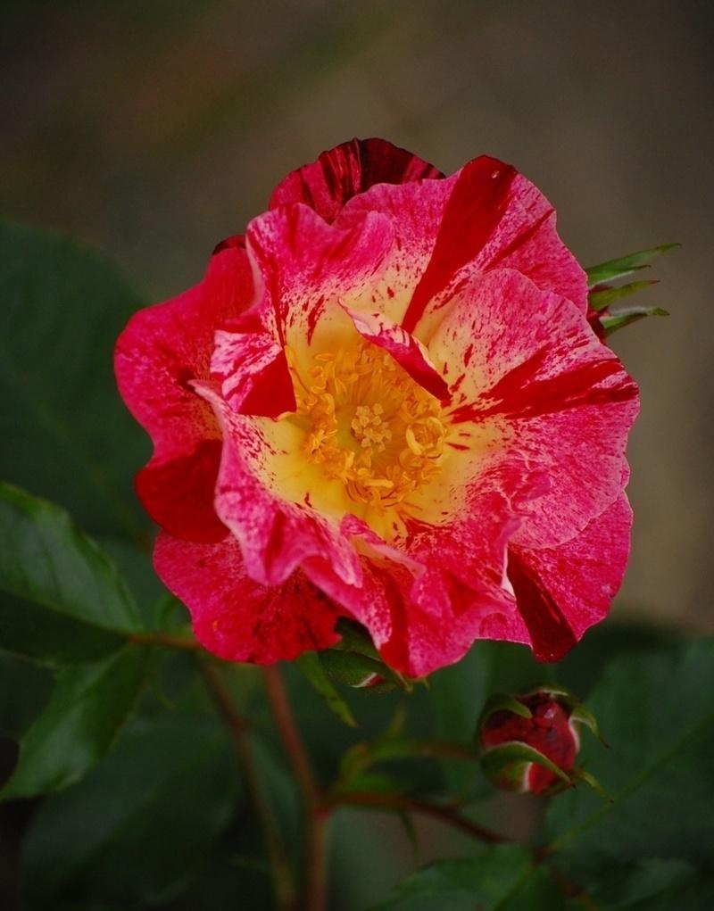 Photo of Large-Flowered Climbing Rose (Rosa 'Fourth of July') uploaded by pixie62560