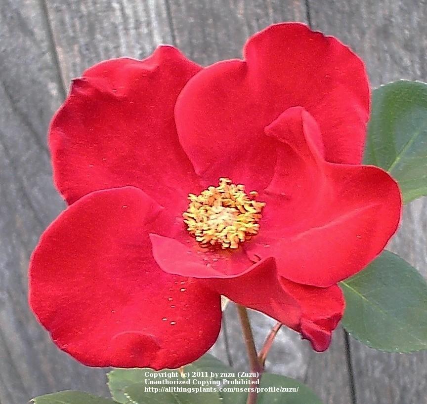 Photo of Rose (Rosa 'Altissimo') uploaded by zuzu