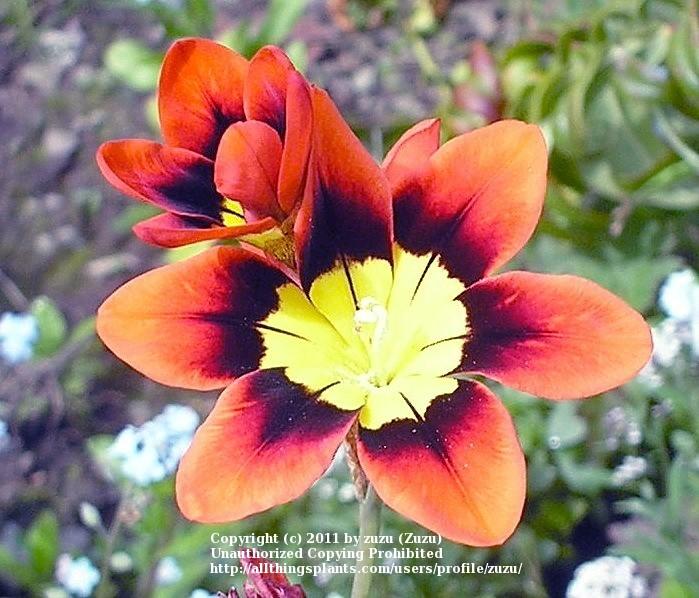 Photo of Harlequin Flower (Sparaxis tricolor) uploaded by zuzu