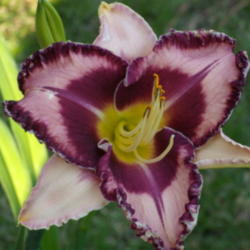 Location: Bakersfield, CA
Date: Nov. 13, 2011
Got it in late Sept., blooming with two scapes in November!