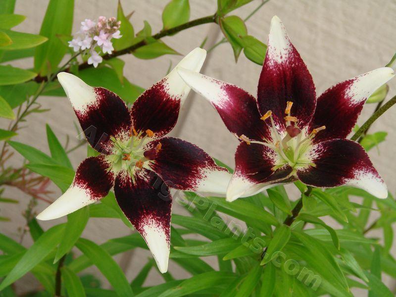 Photo of Lily (Lilium 'Netty's Pride') uploaded by Joy