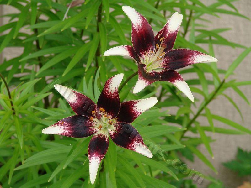 Photo of Lily (Lilium 'Netty's Pride') uploaded by Joy