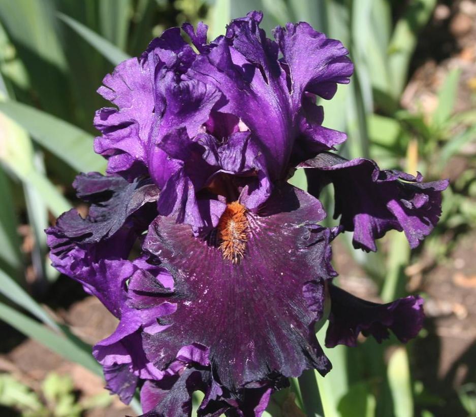 Photo of Tall Bearded Iris (Iris 'Cabaret Act') uploaded by KentPfeiffer