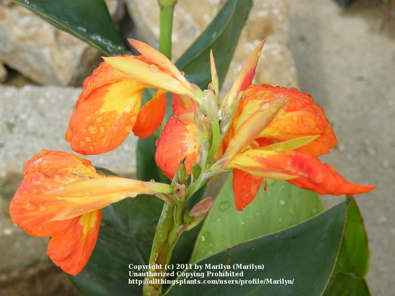 Photo of Canna (Canna x generalis 'Orange Punch') uploaded by Marilyn