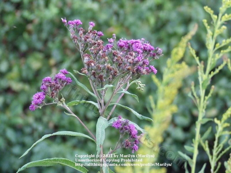 Photo of Smooth Ironweed (Vernonia fasciculata) uploaded by Marilyn