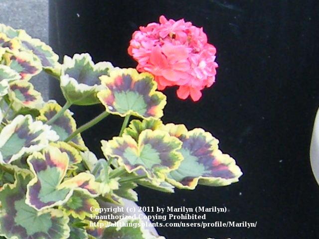 Photo of Zonal Geranium (Pelargonium x hortorum 'Mrs. Pollock') uploaded by Marilyn