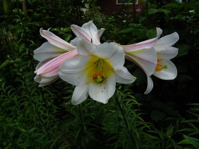 Photo of Regal Lily (Lilium regale) uploaded by Newyorkrita