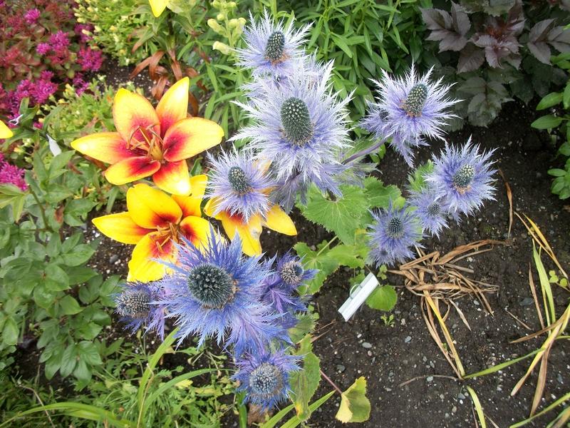 Photo of Sea Holly (Eryngium 'Sapphire Blue') uploaded by Oberon46