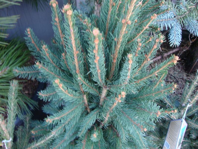 Photo of Norway Spruce (Picea abies) uploaded by Paul2032