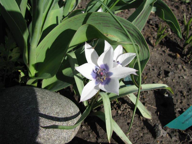 Photo of Species Tulip (Tulipa humilis) uploaded by jmorth