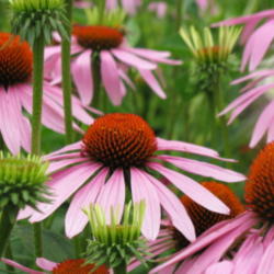 All About Coneflowers