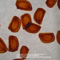 Location: Willamette Valley Oregon
Date: November 2011
Tetraploid trumpet seeds showing embryos inside.  Backlit.