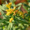 flower clusters appear at the top of the stems in late summer, an