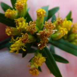 Location: Northeastern, Texas
Date: 2011-11-12
close up of flower cluster