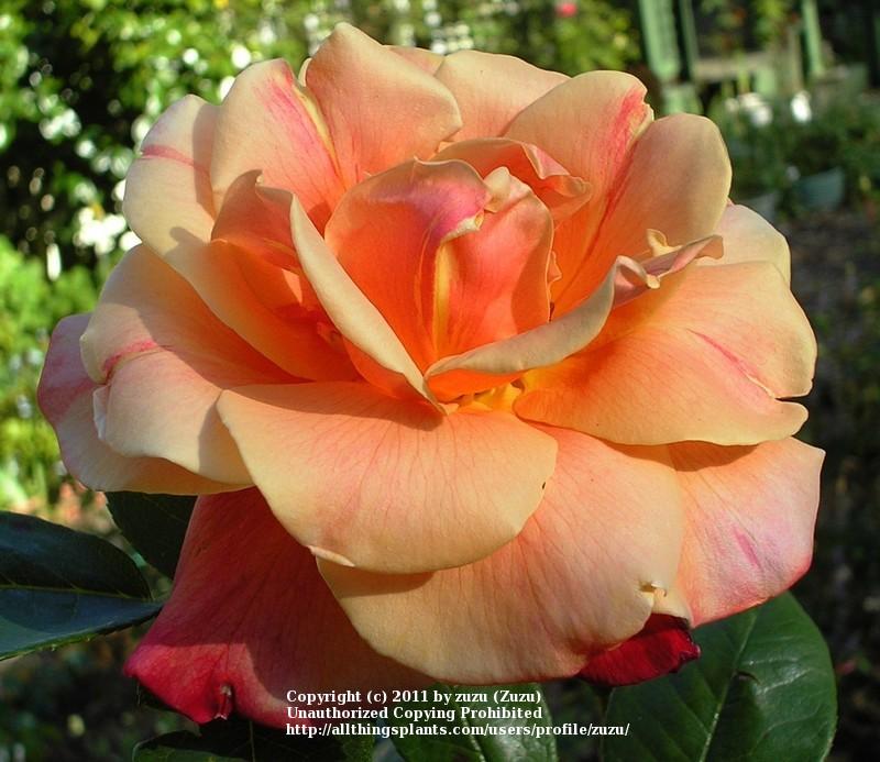 Photo of Rose (Rosa 'Autumn') uploaded by zuzu