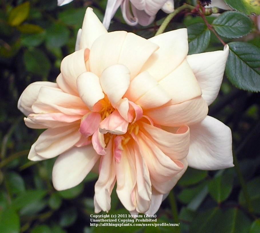Photo of Rose (Rosa 'Perle d'Or') uploaded by zuzu