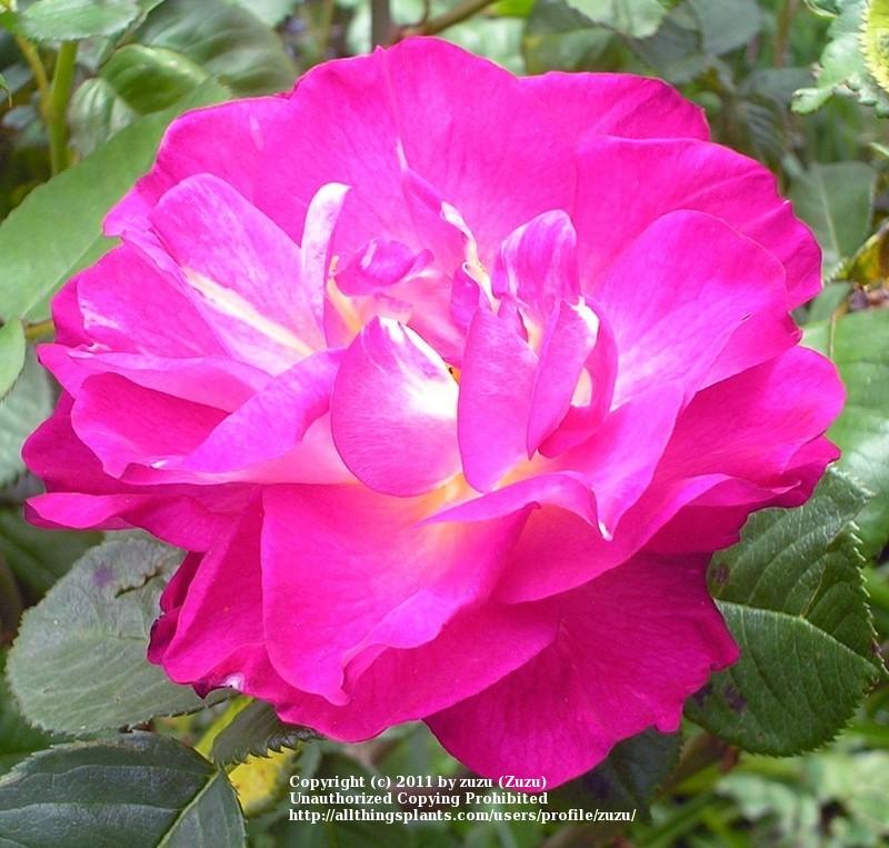 Photo of Rose (Rosa 'Outta the Blue') uploaded by zuzu