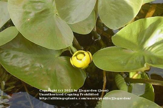 Photo of Yellow Pond Lily (Nuphar lutea) uploaded by JJsgarden