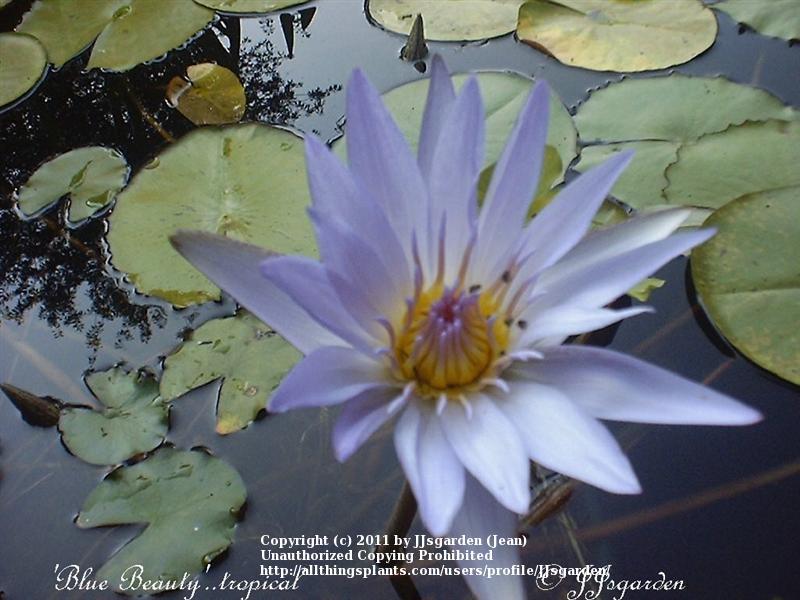 Photo of Tropical Day-Blooming Water Lily (Nymphaea 'Pennsylvania') uploaded by JJsgarden