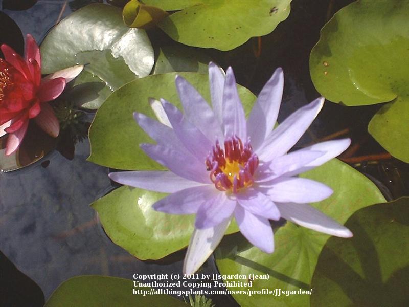 Photo of Tropical Water Lily (Nymphaea 'Wood's Blue Goddess') uploaded by JJsgarden
