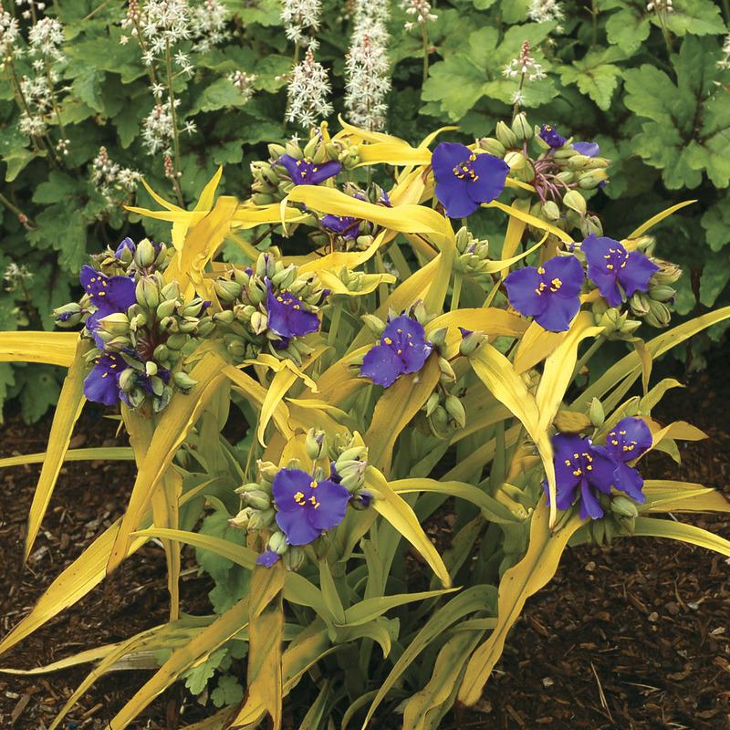 Photo of Tradescantia (Andersoniana Group) (Tradescantia 'Lucky Charm') uploaded by NJBob